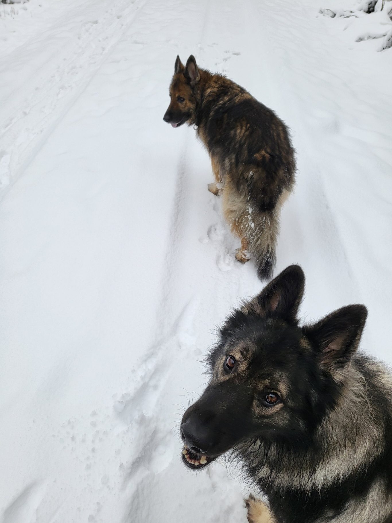 Schäferhunde sind definitiv Schneetauglich ! :D