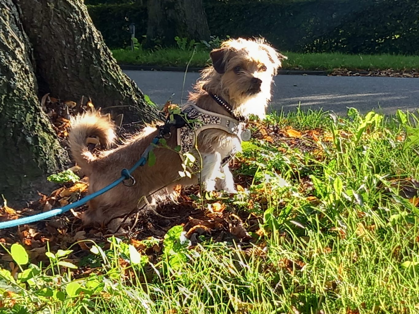 Scooby auf der Gassi Runde