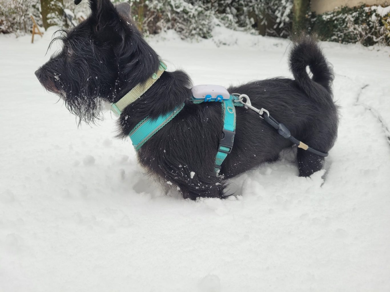 Napoleon im dackelbein-tiefen Schnee