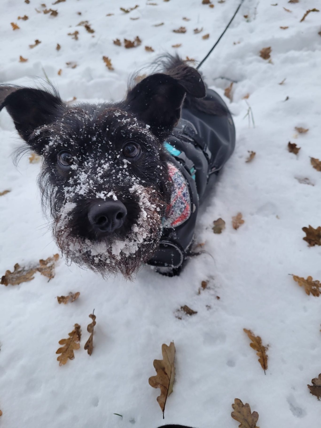Schneehase ... ähm... Nase ;)