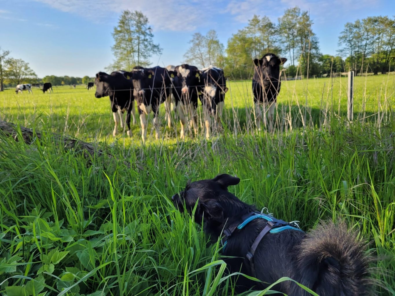 Napoleon - der Kuhflüsterer :D