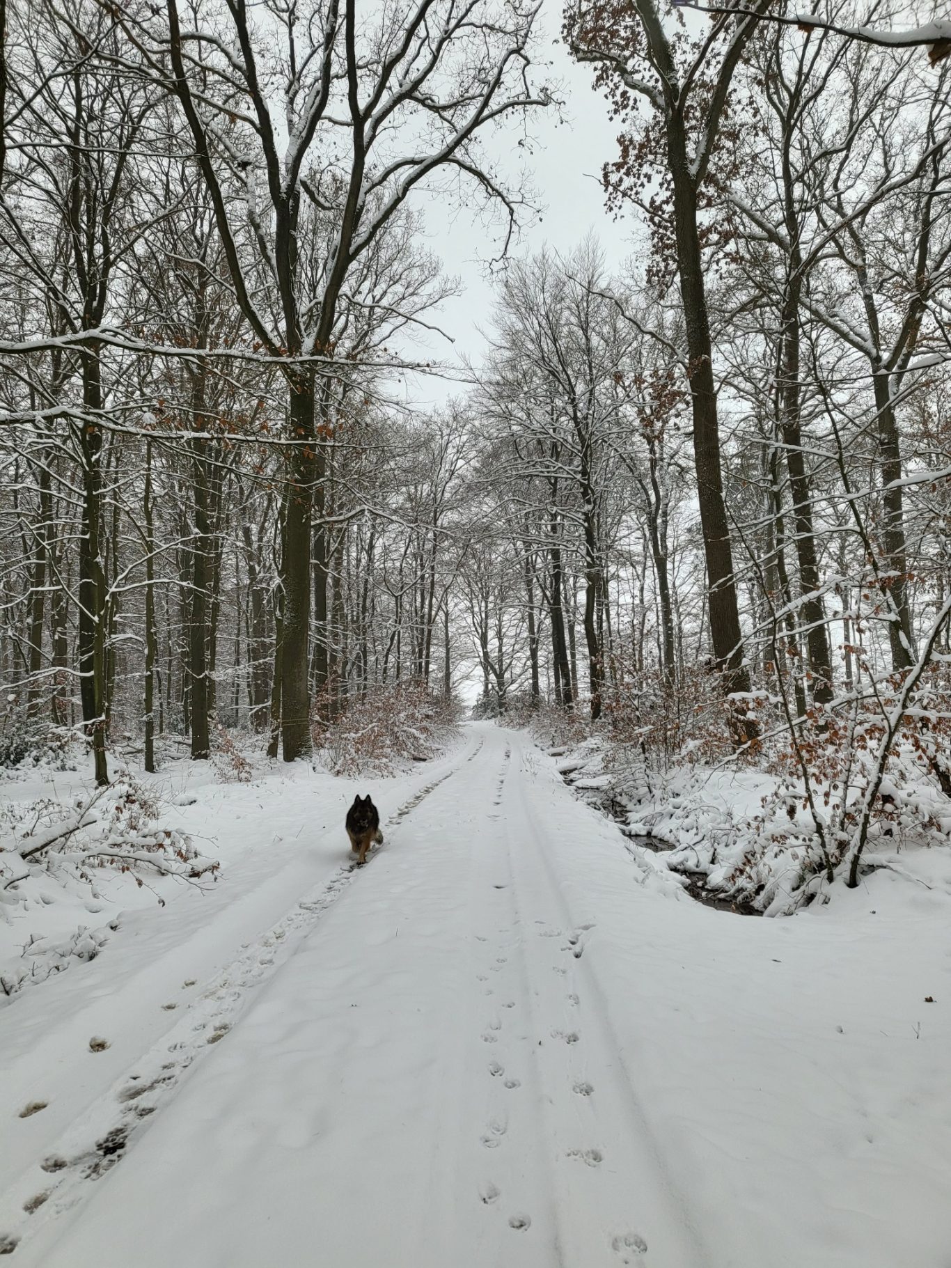 kleiner Ausflug in den Wald